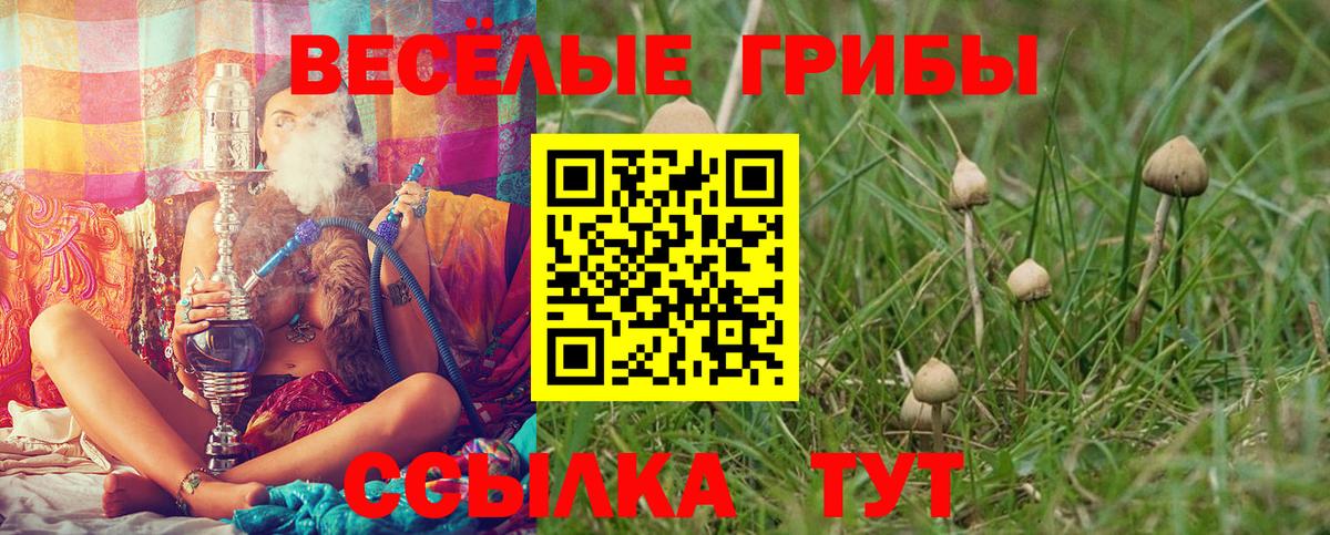 Губкинский  Псилоцибиновые грибы Cubensis  Вход с VPN 